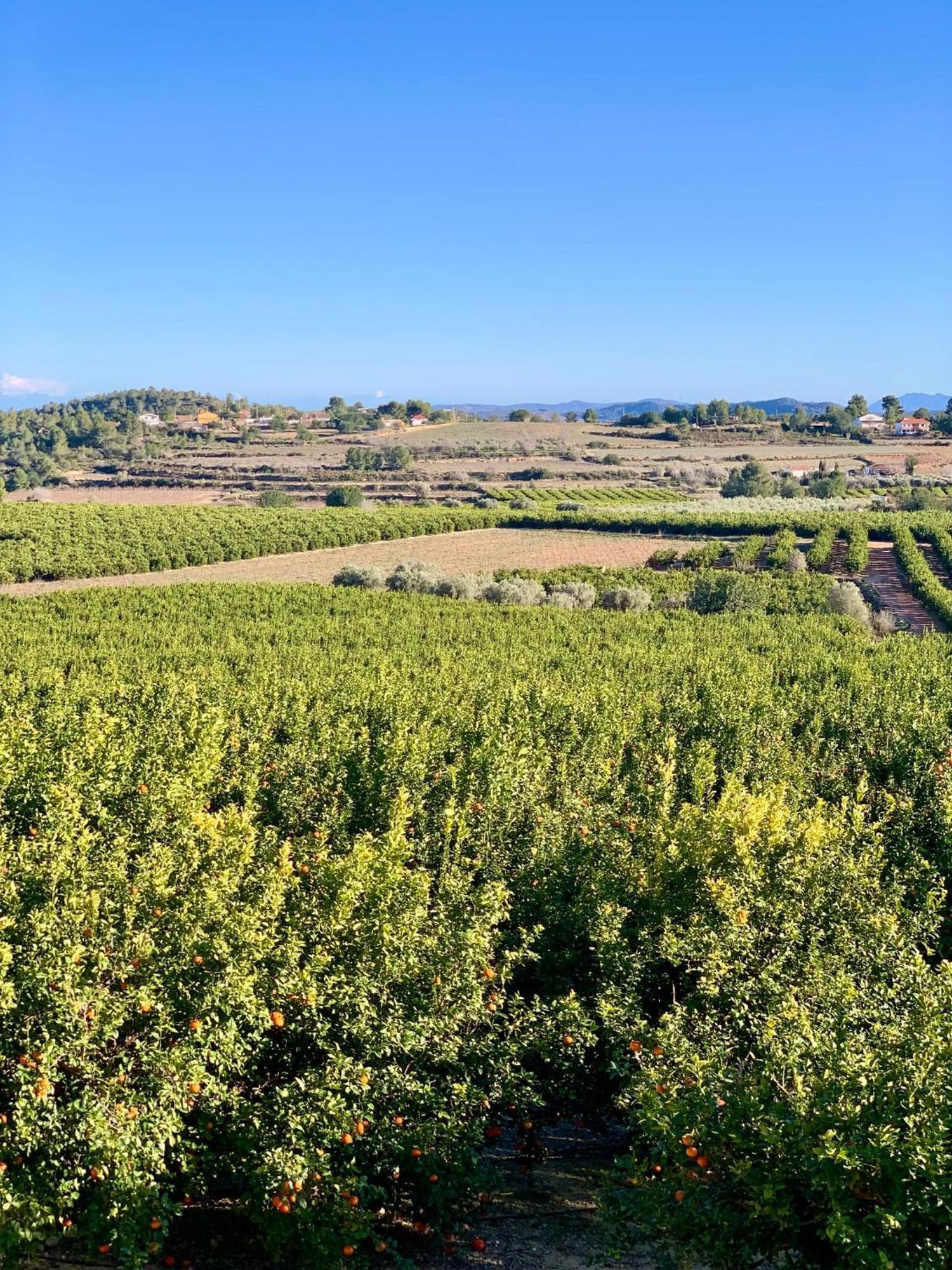 Finca Malata Turís Exteriér fotografie